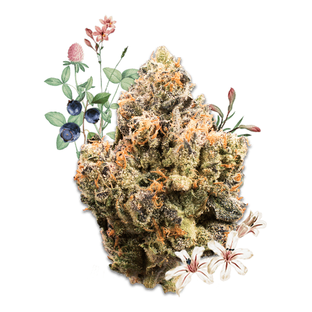 Bubble Gum Runtz - Image 2