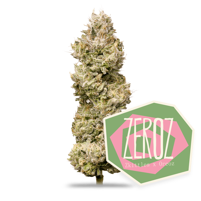 Zeroz - Image 2 Zeroz - Image 2