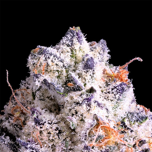 Shangri-La Pre-Roll 5-Pack [2.5g] - Image 4