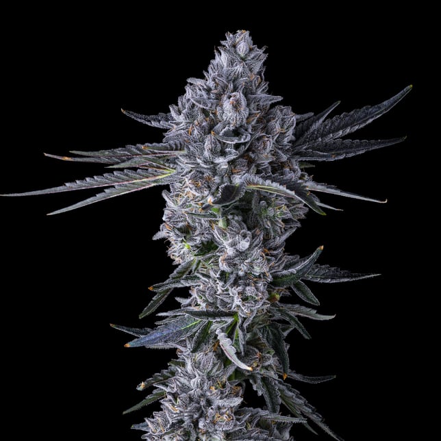 Chroma Gold Blend - Image 7