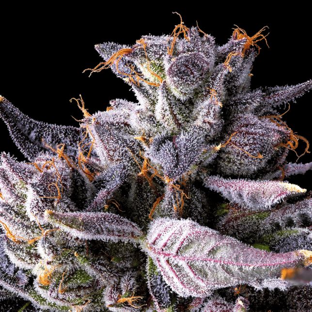 Lipsmackerz [3.5g] - Image 9