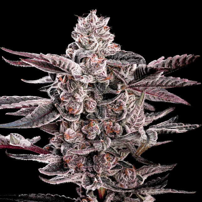 Shangri-La Pre-Roll 5-Pack [2.5g] - Image 6