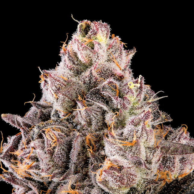 Prizm Pre-Roll [1g] - Image 9