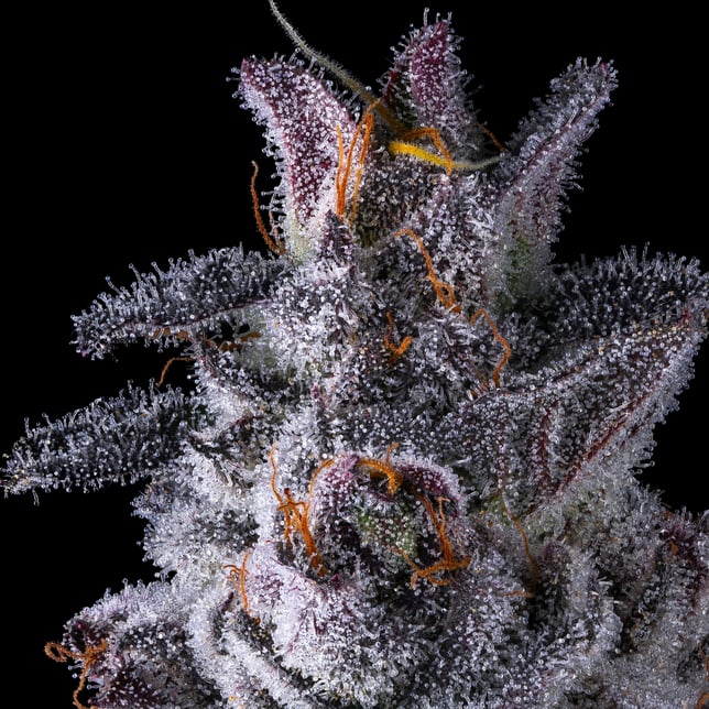Black Lotus [3.5g] - Image 9