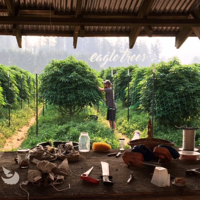 THC-V Garlic Berry - Image 2 THC-V Garlic Berry - Image 2