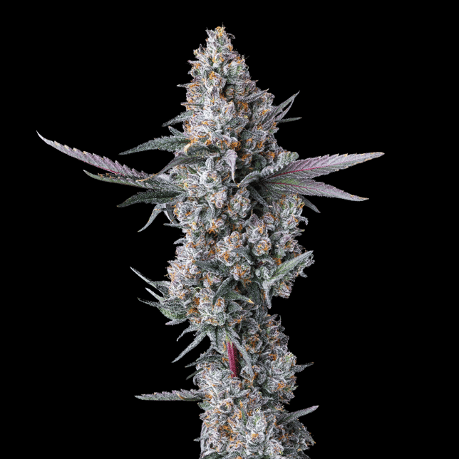 Parisian Kush All-In-One Gold Blend [1000mg] - Image 4