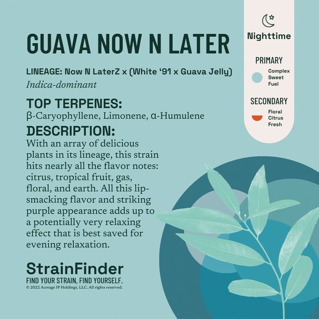 Guava Now N Later - Image 2