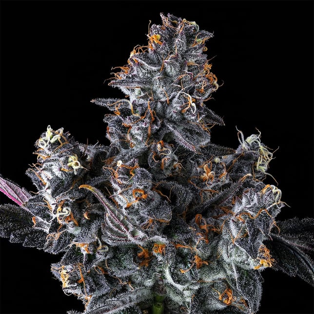 French Lotus [3.5g] - Image 6