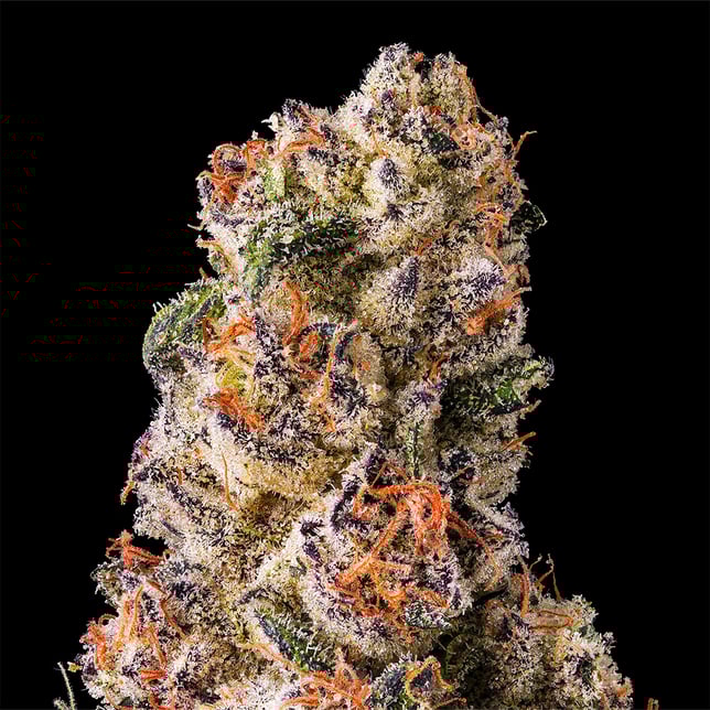 Prizm x Shangri-La #5 [3.5g] - Image 4