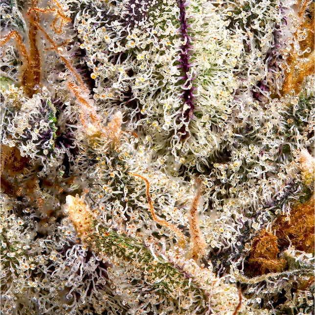BluZangria Pre-Roll 5-Pack [2.5g] - Image 5