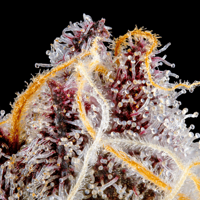 Orange Sapphire Pre-Roll [1g] - Image 10