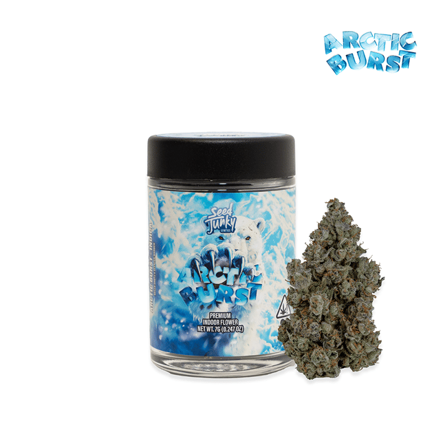 Arctic Burst - Image 2