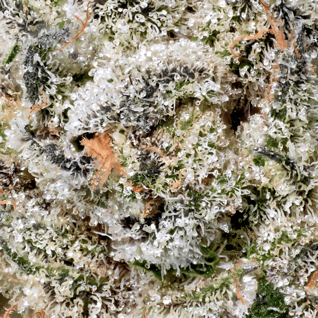 Black Diamond X Pre-Roll [1g] - Image 6