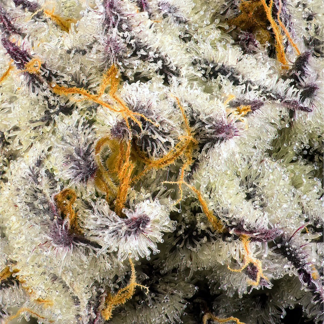 French Diamonds Mini Halos Infused Pre-Roll Single [.6g] - Image 11