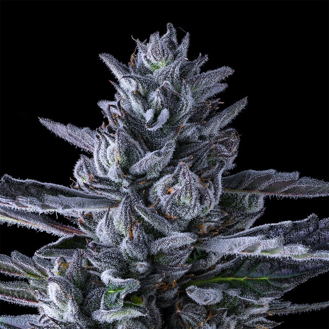 Chroma Gold Blend - Image 9