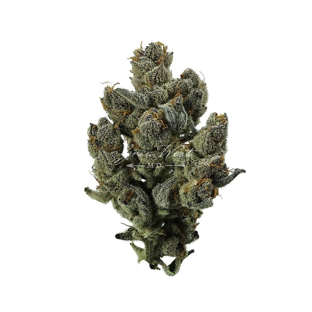 Mad Tiger - Image 1 Mad Tiger - Image 1