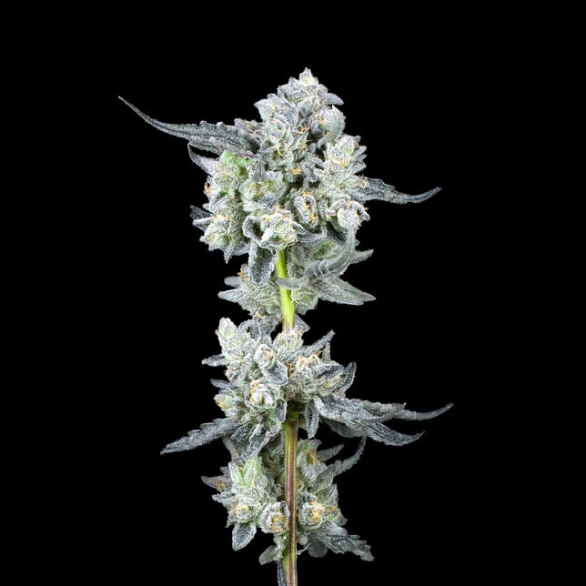 Umami Butter Pre-Roll 5-Pack [2.5g] - Image 5