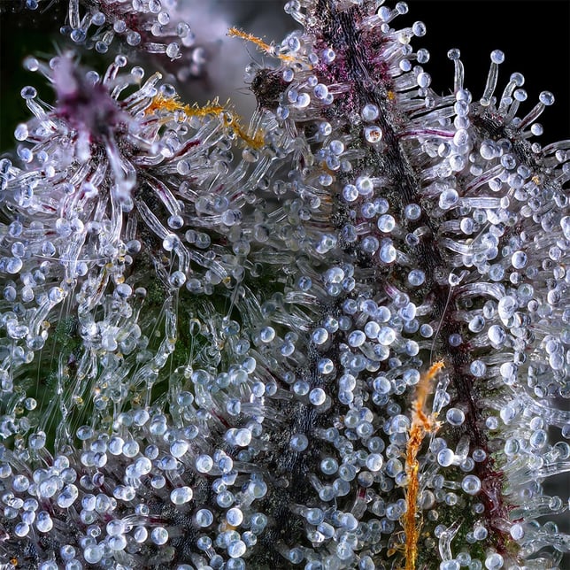 Chroma All-In-One Gold Blend [1000mg] - Image 10