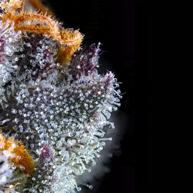 French Lotus Pre-Roll [1g] - Image 8