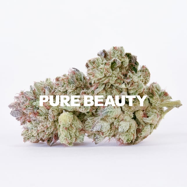 High Canopy - Image 1 High Canopy - Image 1