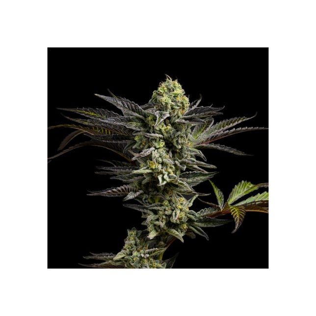Jelly Pie [1.2g] - Image 2