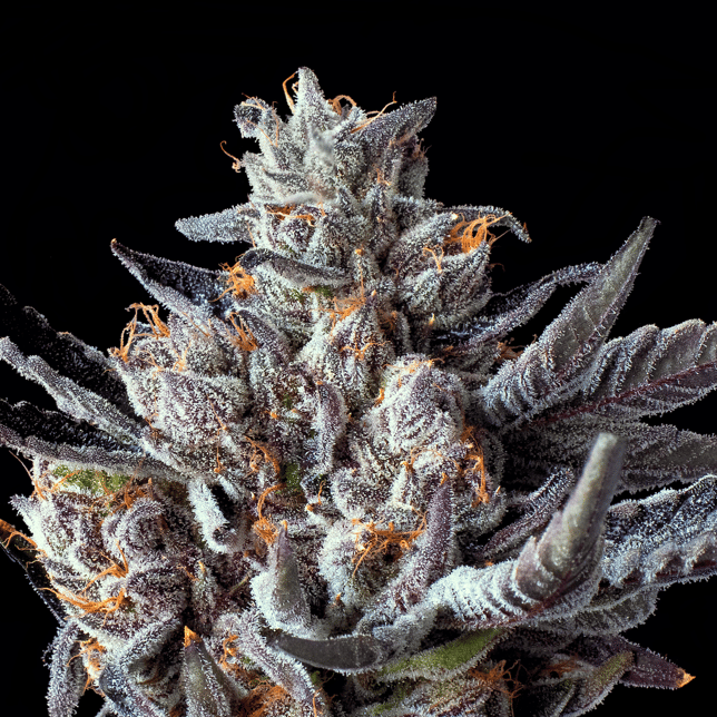 Lipsmackerz Pre-Roll [1g] - Image 7