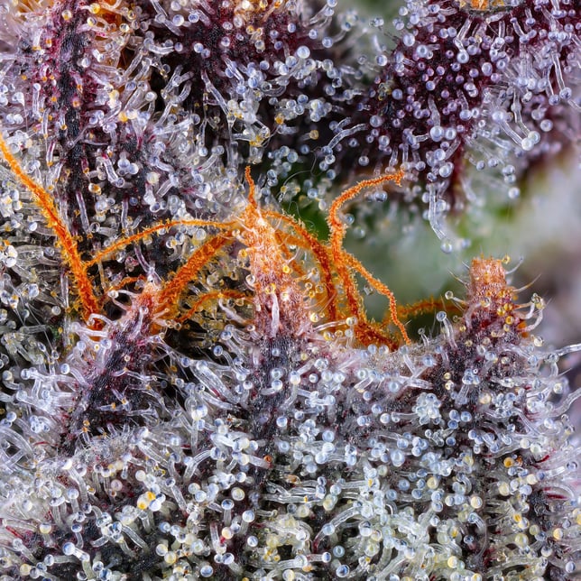 Maven ZuZu Berry Gold Blend | Klover Dispensary San Diego, CA