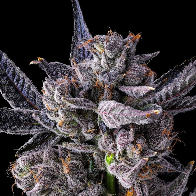 Lipsmackerz [3.5g] - Image 8