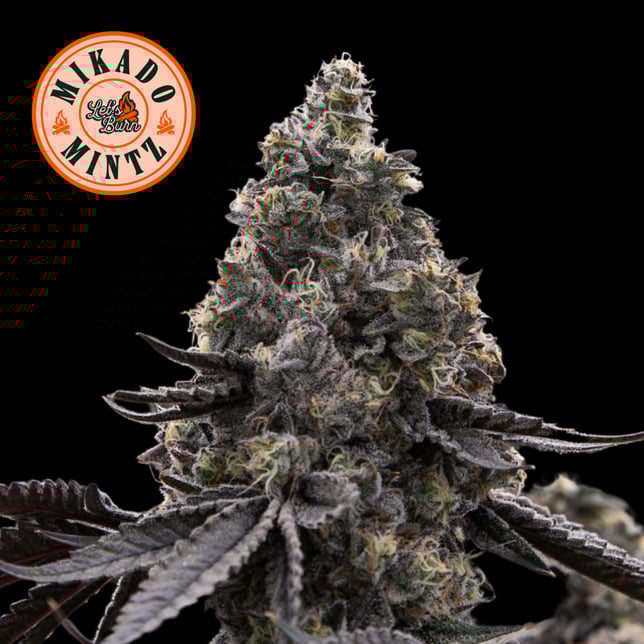 Let's Burn - Mikado Mintz (H) Flower  C0200000002 - Image 2