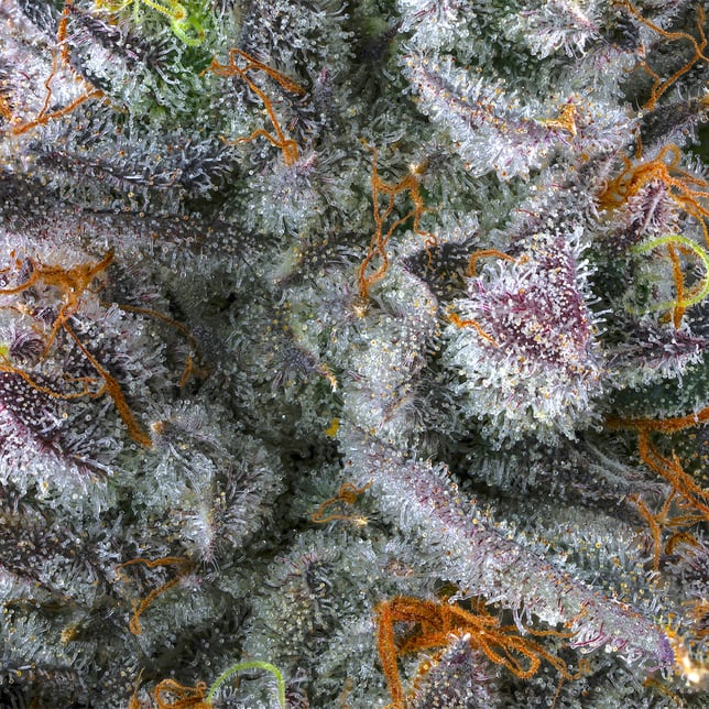 Parisian Kush [3.5g] - Image 11
