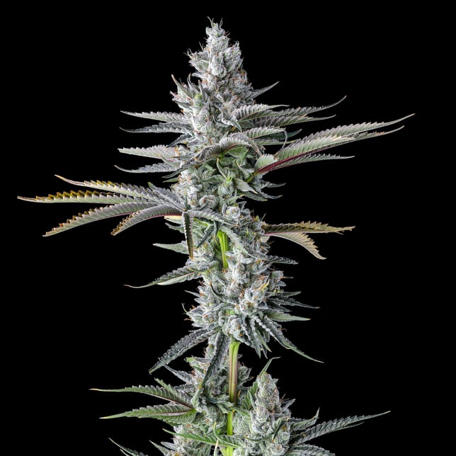 Pineapple Biscotti Pre-Roll 5-Pack [2.5g] - Image 7