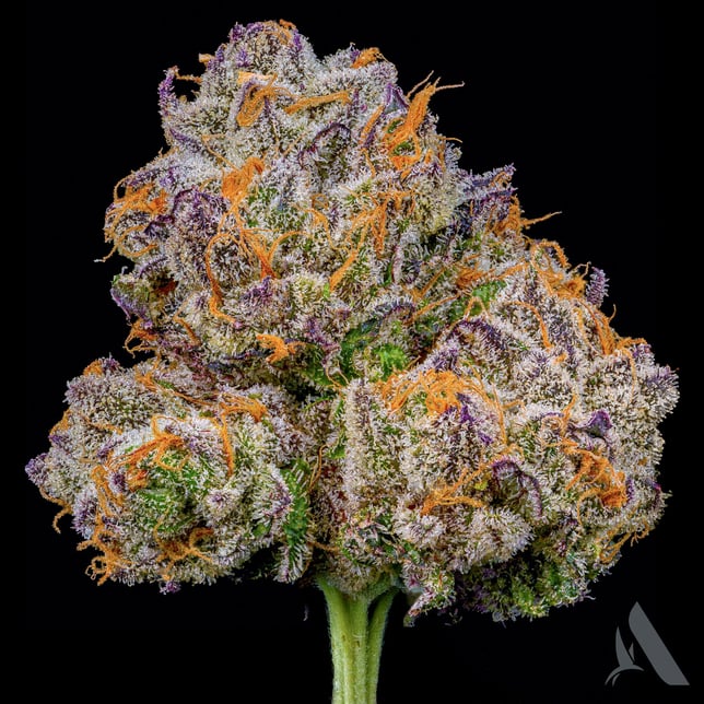 Affinity Grow - PB Breath (H) Flower  C0090000778 - Image 2