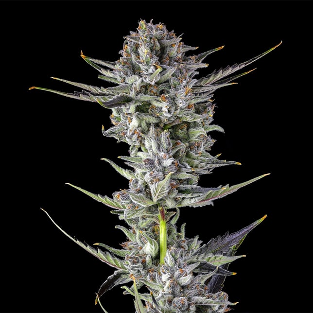 BluZangria Gold Blend - Image 2 BluZangria Gold Blend - Image 2