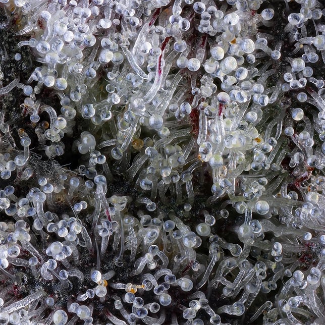 Black Lotus All-In-One Gold Blend [1000mg] - Image 9