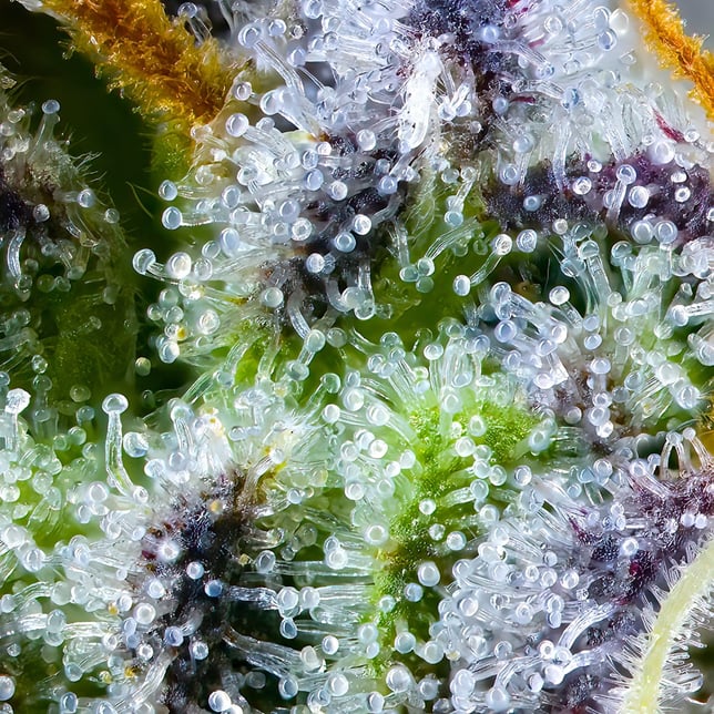 Sour Sangria Goldies Infused Pre-Rolls 5-Pack [3g] - Image 10