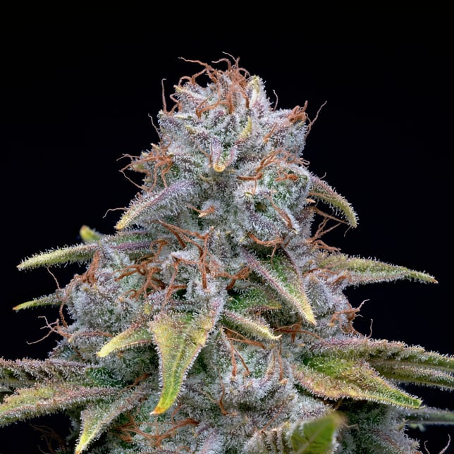 Money Mitch [4g] - Image 2