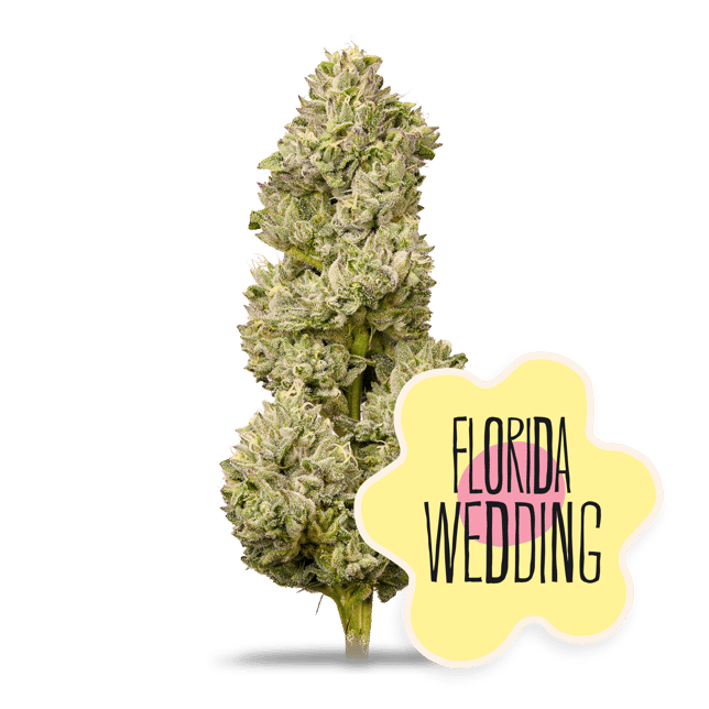 Florida Wedding - Image 2