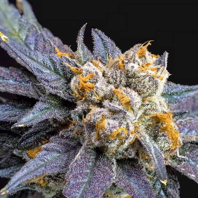 Blue Lotus Pre-Roll 5-Pack [2.5g] - Image 8