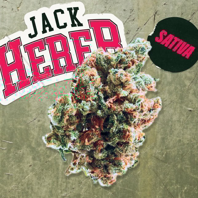 Jack Herer - Image 2