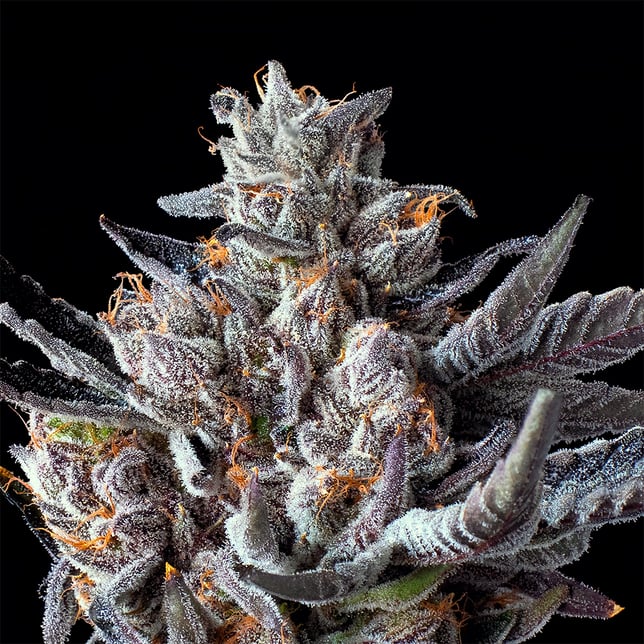 Lipsmackerz Gold Blend - Image 6 Lipsmackerz Gold Blend - Image 6