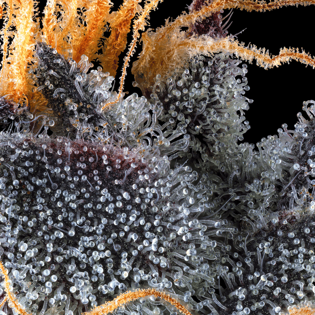 French Lotus Pre-Roll [1g] - Image 9