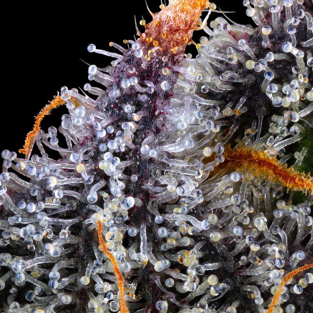 Zuzu Zangria Mini Halos Infused Pre-Roll Single [.6g] - Image 12