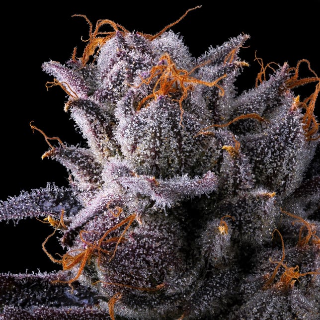 Lipsmackerz Pre-Roll 5-Pack [2.5g] - Image 7