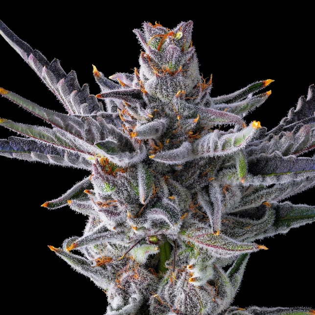 Zuzu Zangria Mini Halos Infused Pre-Roll Single [.6g] - Image 8