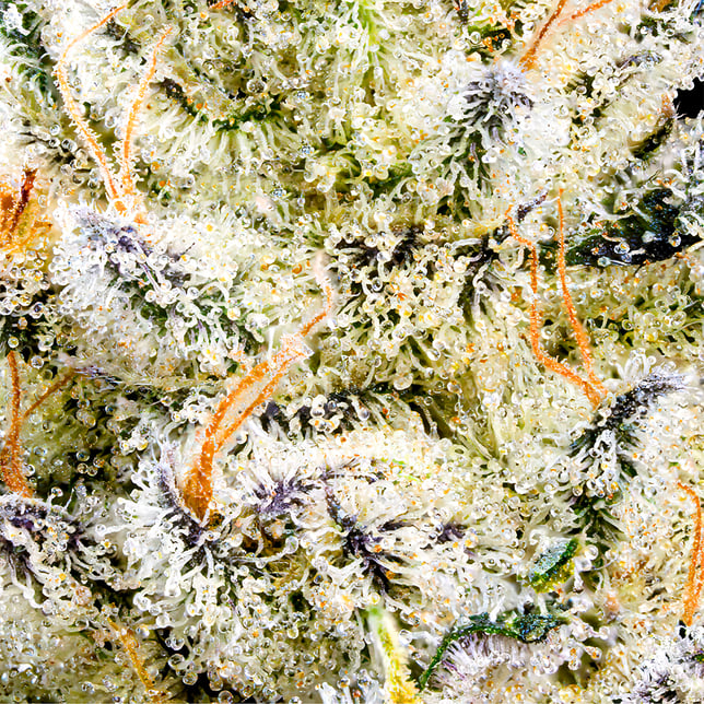Chem 51 Pre-Roll [1g] - Image 6