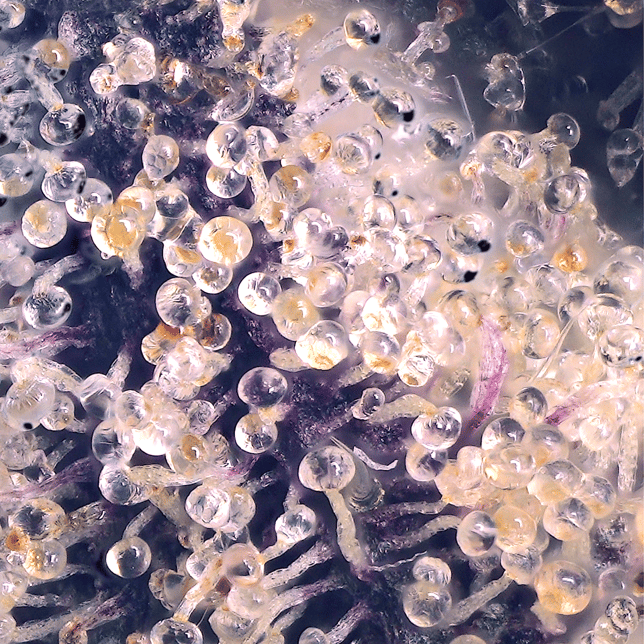 Prizm Gold Blend - Image 6