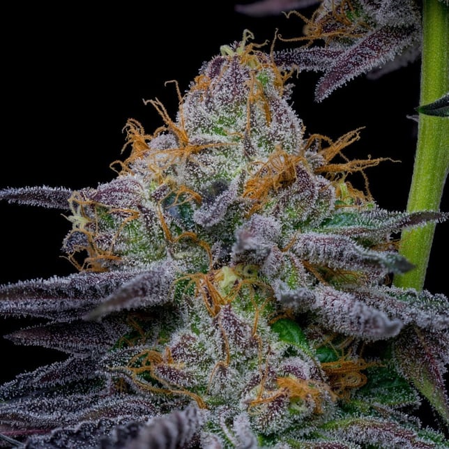 O-Dog [4g] - Image 2