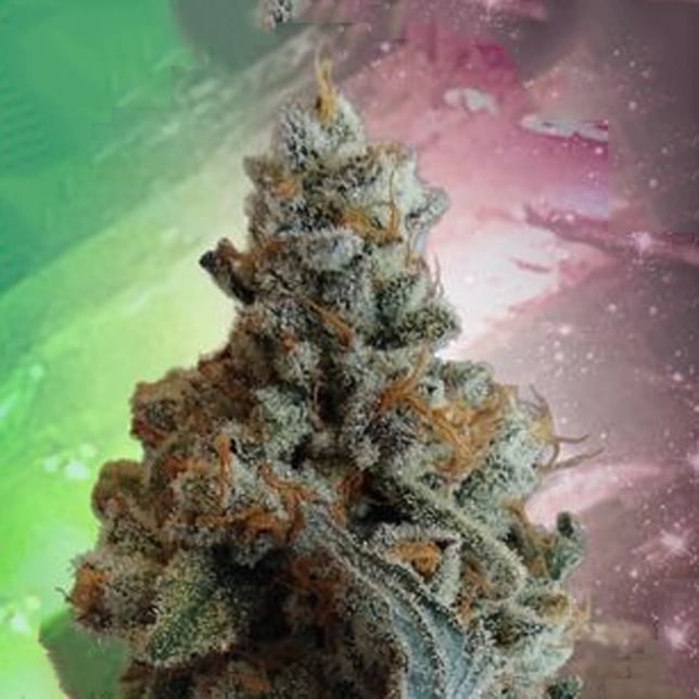 Watermelon Tourmaline - Image 1 Watermelon Tourmaline - Image 1