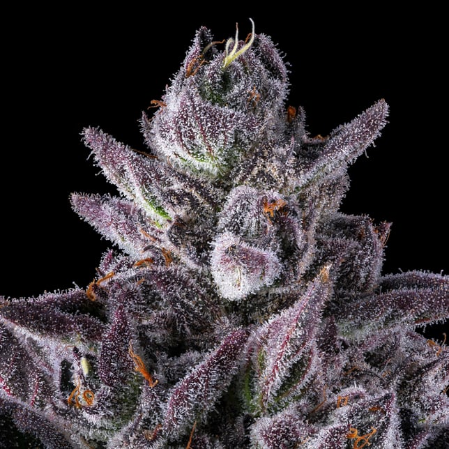 98K All-In-One Gold Blend [1000mg] - Image 7