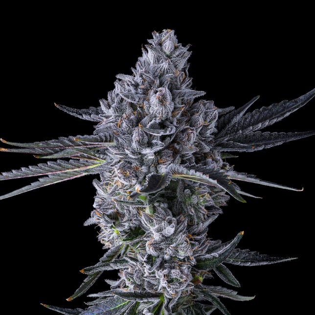 Chroma Gold Blend - Image 8